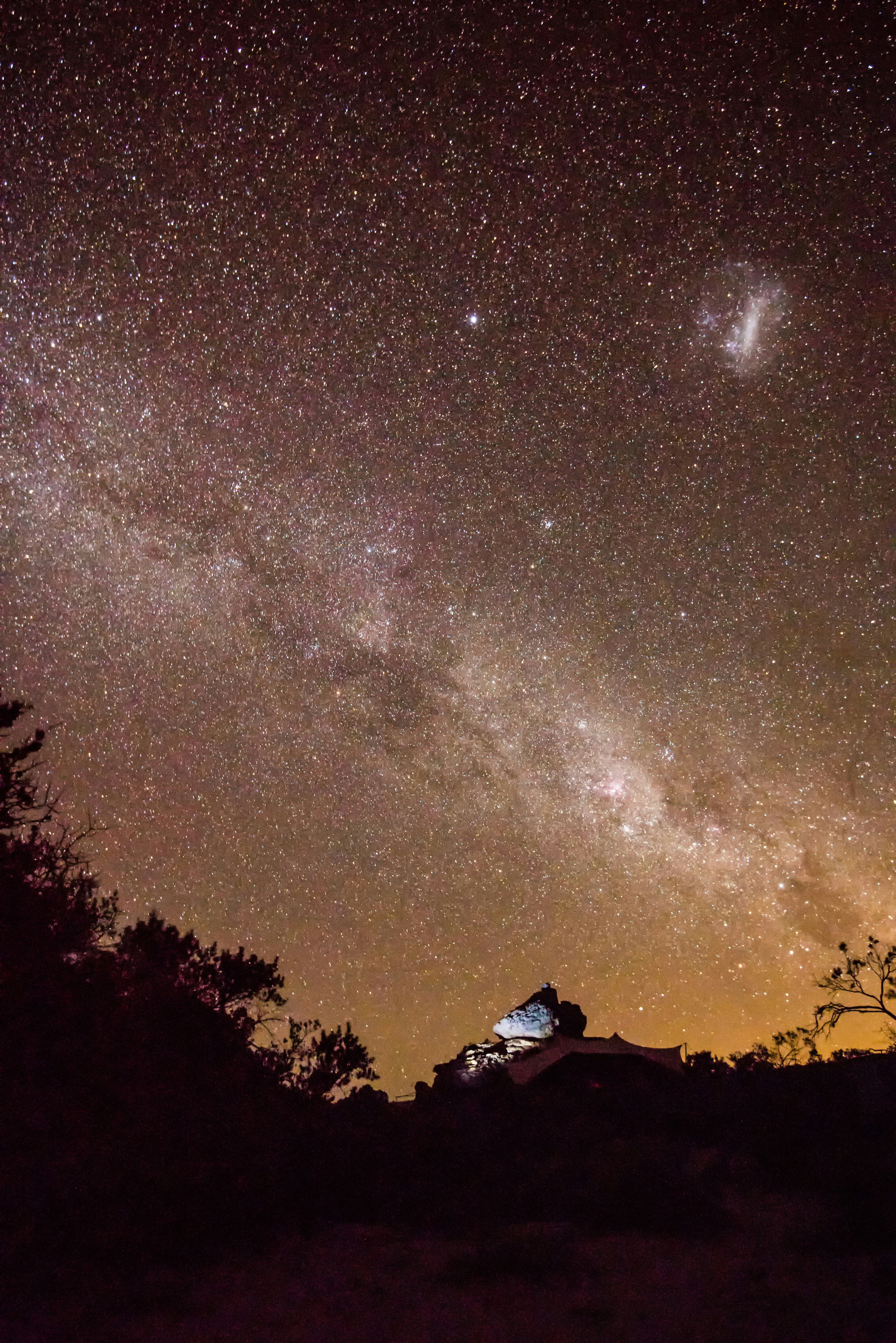 silhouette of trees under starry night